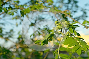 Nature easters background of the young spring leaves