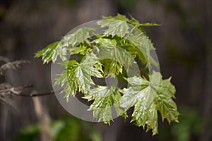 Nature easters background of the young spring leaves
