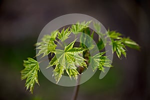 Nature easters background of the young spring leaves