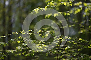 Nature easters background of the young spring leaves