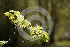Nature easters background of the young spring leaves