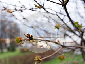 Nature easters background of the young spring leaves