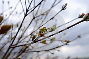 Nature easters background of the young spring leaves