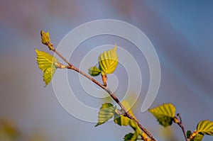 Nature easters background of the young spring leaves