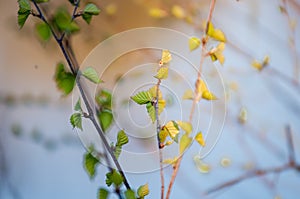Nature easters background of the young spring leaves