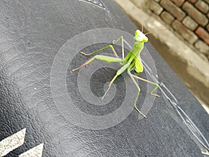 nature, eco, insect, grasshopper, mantes