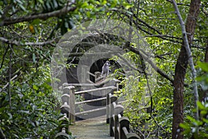 Nature & Eco resort in sri lanka