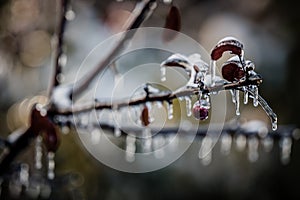 Nature encased in ice after a storm.