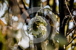 Nature encased in ice after a storm.