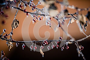 Nature encased in ice after a storm.