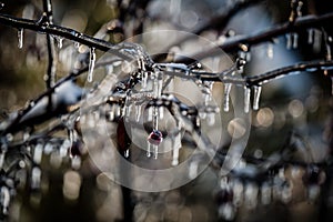 Nature encased in ice after a storm.