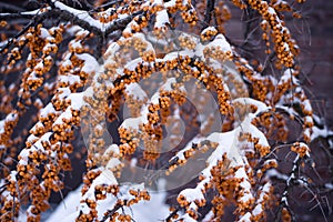 Nature encased in ice after a storm.