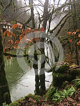 Nature energy - poetic mist over river with mossy trees, France