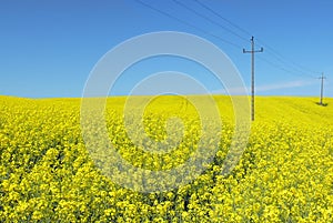 Nature & energy. Power line above yellow flowers