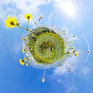 Nature and environment concept. 360 effect on a blooming meadow