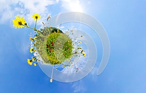 Nature and environment concept. 360 effect on a blooming meadow