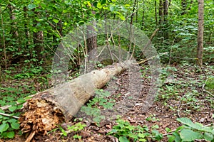 trunk of fallen tree in summer forest