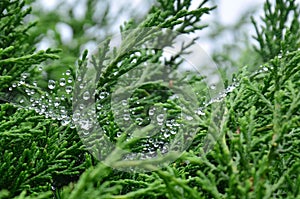 Nature environment with dew water droplet and rain drop on green leaf of plant tree in tropical freshness garden of Doi Inthanon