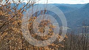 Nature and environment of the North Caucasus. Late autumn or early spring. Dry orange leaves are swaying in the wind on