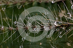 Nature epic scene of fresh water drop on thorn of cactus