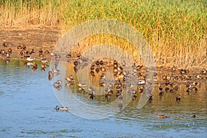 Nature at Estartit in Spain