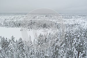 Nature of Estonia in winter, snow-covered forest in the Viru swamp, photo from a drone