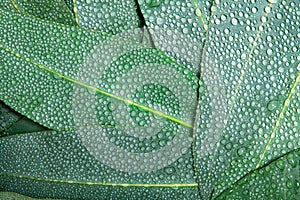 Nature Eucalyptus leaves with water rain drop background