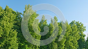 Nature of Europe, national park. Green leaves against clear blue sky in beautiful deciduous forest on sunny spring day