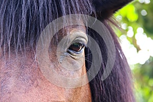 Nature eye of brown horse , animal face background