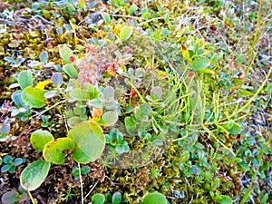 Nature in the Far North in the fall