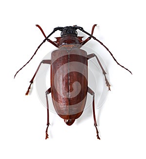 Nature, fauna and insect with closeup of beetle for environment, zoology and bug. Animal, natural and wildlife with