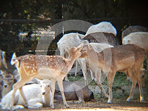 gamo deer in a zoo photo