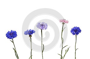 Nature with field colorful flowers cornflowers on a white isolated background