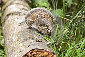 Nature and small lake
