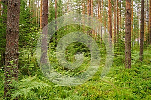 A finnish forest in the summer