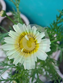 nature fllower photography