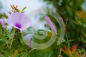 Nature. Flora. Convolvulus silvaticus Kit. Wild bindweed plants. Open and closed pink flowers