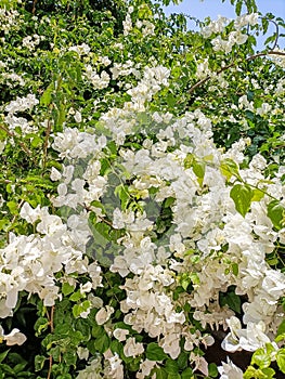 Nature. Flora. Flower. Boungainvillea spectabilis. Plant in the phase of summer flowering.