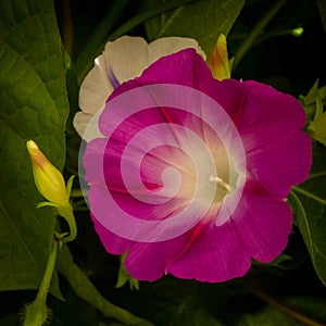 Nature, flora, garden, flower, Ipomoea, Ñonvolvulaceae, Pharbitis, Quamoclit, Calonyction, morning glory