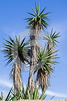 Nature. Flora. Yucca