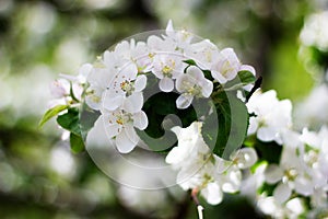 Nature floral background. Blooming Apple tree. White Apple blossoms on a branch close-up. Live wall of flowers in a spring garden