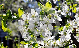 Nature floral background. Blooming Apple tree. White Apple blossoms on a branch close-up. Live wall of flowers in a spring garden