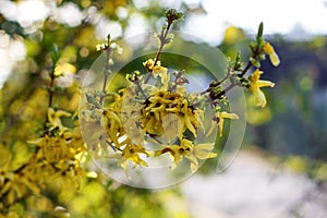 Nature floral background. Blooming forsythia. Yellow flowers of forsythia close-up. Spring background with yellow flowers tree