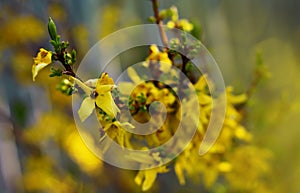 Nature floral background. Blooming forsythia. Yellow flowers of forsythia close-up. Spring background with yellow flowers tree