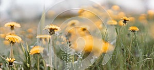 Nature floral background in early summer. Green field with yellow dandelions.