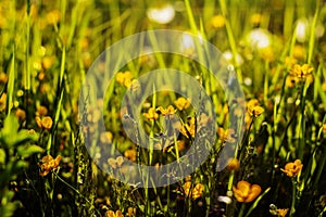 Nature floral background. The flower of the Buttercup acrid,long-term with the name of
