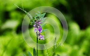 Nature floral background. Mouse pea flower. Field flower close-up.Vicia cracca purple field flowers from the legume family. Mouse