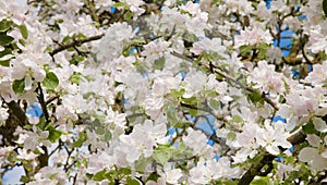 Nature floral Background of white blooming Apple tree