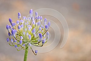 Nature Floral image blooming Purple lily of the Nile Agapanthus flowers light background with copy space
