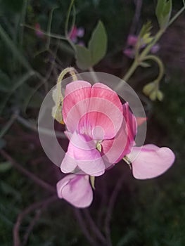 Nature Flower